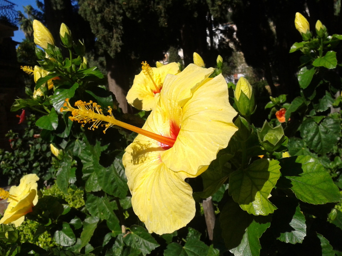 Yellow Hibiscus 2